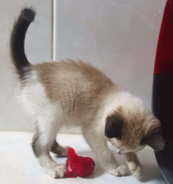 Gato ra a mestiça idade Abaixo de 2 meses nome Lilly