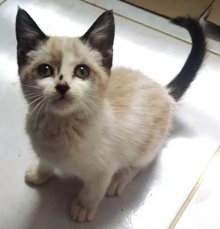 Gato ra a mestiça idade Abaixo de 2 meses nome Lilly