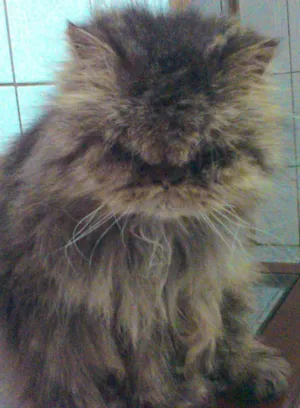 Gato raça persa mestiço idade 6 ou mais anos nome Billy