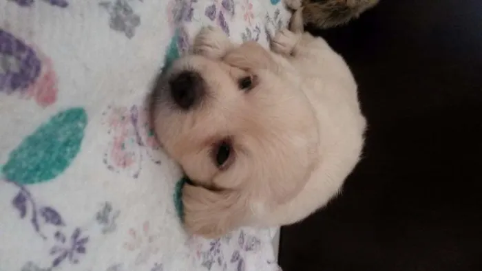Cachorro raça Labrador idade 2 a 6 meses nome Mel