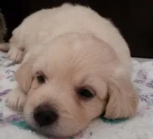 Cachorro raça Labrador idade 2 a 6 meses nome Mel