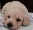 Mel