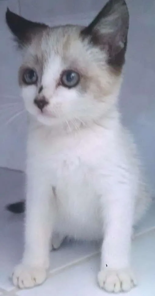 Gato ra a mestiça idade Abaixo de 2 meses nome Lilly