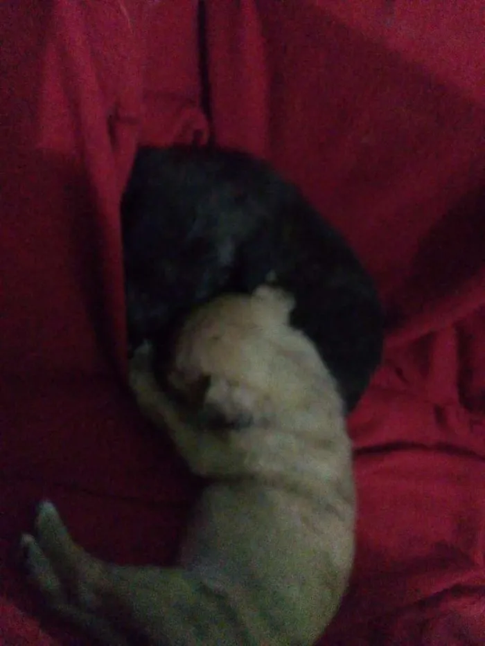 Cachorro raça Vira lata idade Abaixo de 2 meses nome Sem nomes