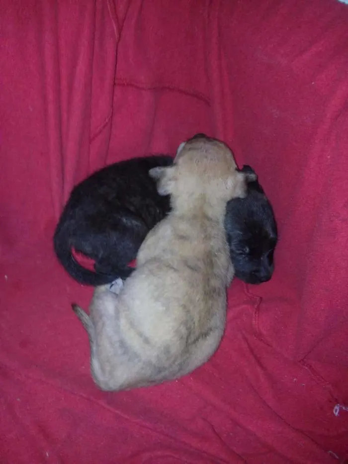 Cachorro raça Vira lata idade Abaixo de 2 meses nome Sem nomes