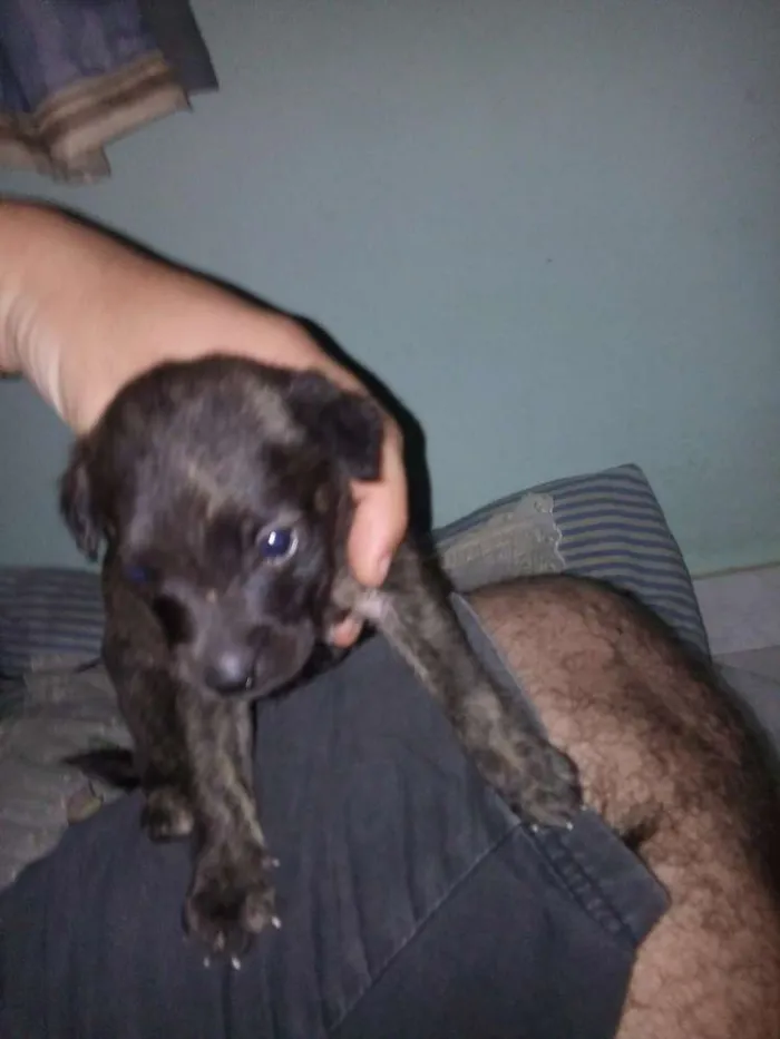 Cachorro raça Vira lata idade Abaixo de 2 meses nome Sem nomes