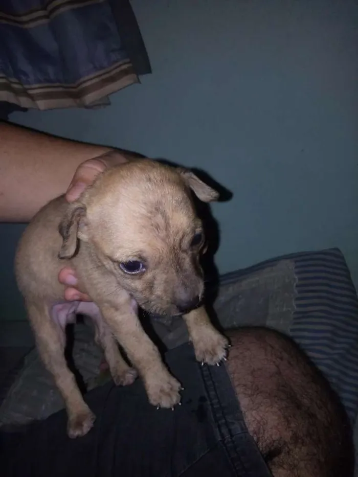 Cachorro raça Vira lata idade Abaixo de 2 meses nome Sem nomes