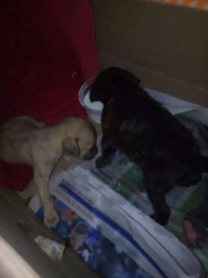 Cachorro raça Vira lata idade Abaixo de 2 meses nome Sem nomes