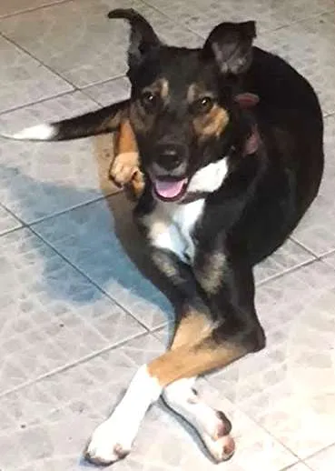 Cachorro ra a SRD idade 7 a 11 meses nome Samantha