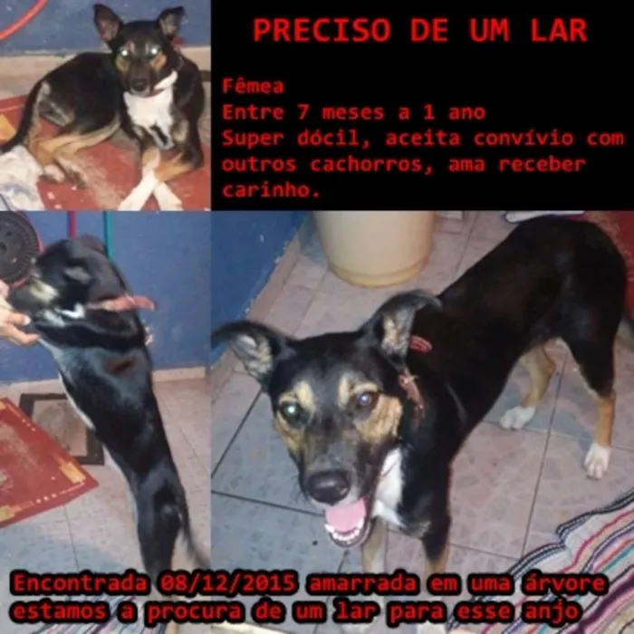 Cachorro ra a SRD idade 7 a 11 meses nome Samantha