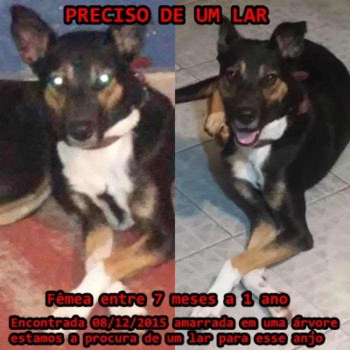 Cachorro ra a SRD idade 7 a 11 meses nome Samantha