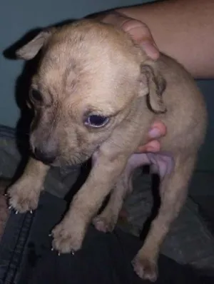Cachorro raça Vira lata idade Abaixo de 2 meses nome Sem nomes