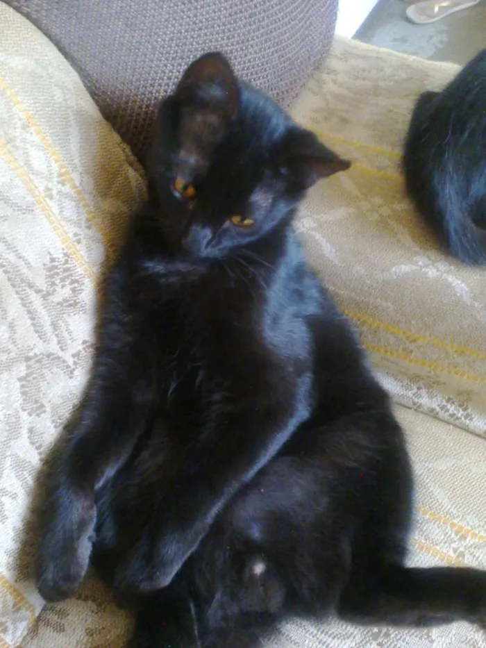 Gato raça Indefinida idade  nome Mel, Dudu, duda ,e+ 6