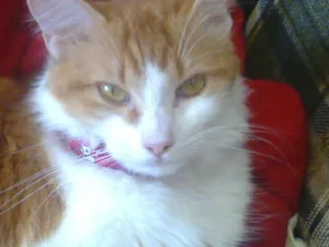 Gato raça Indefinida idade  nome Mel, Dudu, duda ,e+ 6