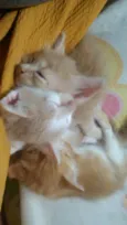 Mel, Dudu, duda ,e+ 6