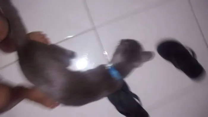 Gato ra a comum idade 2 a 6 meses nome variado