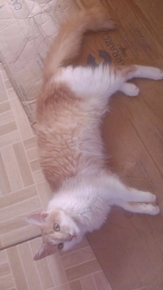 Gato raça Indefinida idade  nome Mel, Dudu, duda ,e+ 6