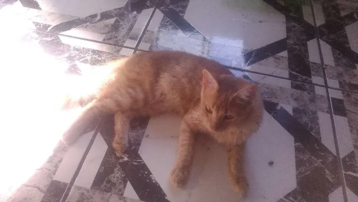 Gato raça Indefinida idade  nome Mel, Dudu, duda ,e+ 6