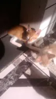 Mel, Dudu, duda ,e+ 6