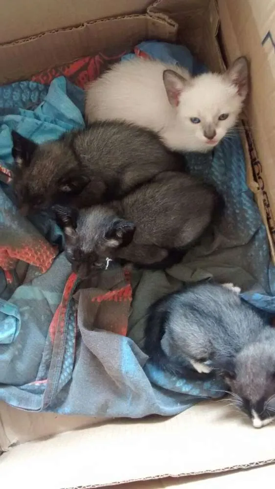 Gato ra a comum idade 2 a 6 meses nome variado