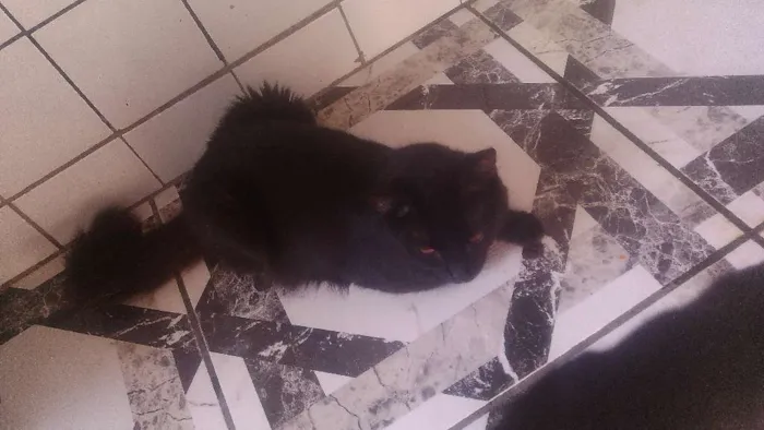 Gato raça Indefinida idade  nome Mel, Dudu, duda ,e+ 6