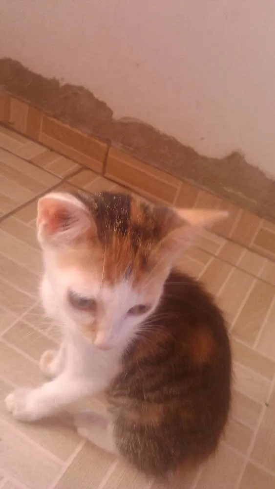 Gato raça Indefinida idade  nome Mel, Dudu, duda ,e+ 6