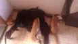 Mel, Dudu, duda ,e+ 6