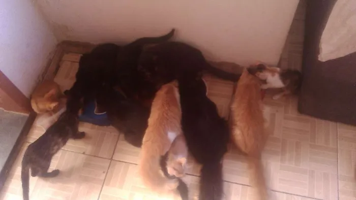 Gato raça Indefinida idade  nome Mel, Dudu, duda ,e+ 6
