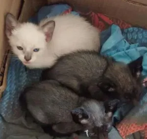 Gato raça comum idade 2 a 6 meses nome variado
