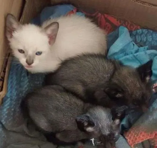 Gato ra a comum idade 2 a 6 meses nome variado