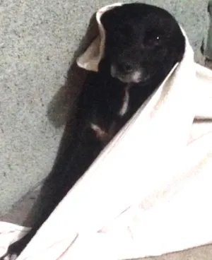Cachorro raça SRD idade 1 ano nome Zeus