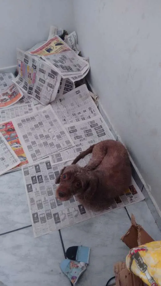 Cachorro ra a Puddle com Cokspen idade 5 anos nome Babi