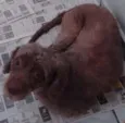 Babi