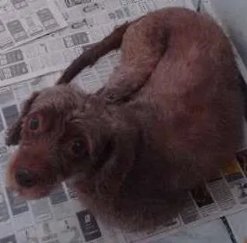 Cachorro ra a Puddle com Cokspen idade 5 anos nome Babi