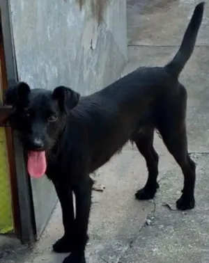 Cachorro raça SRD idade 7 a 11 meses nome Tod