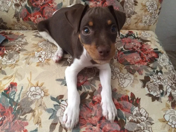 Cachorro raça Fox paulistinha  idade 2 a 6 meses nome Orion