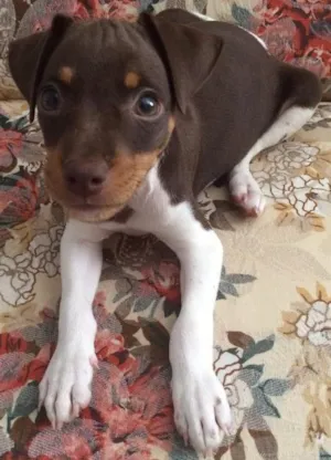 Cachorro raça Fox paulistinha  idade 2 a 6 meses nome Orion