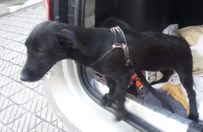 Cachorro ra a SRD idade 2 a 6 meses nome Ariel