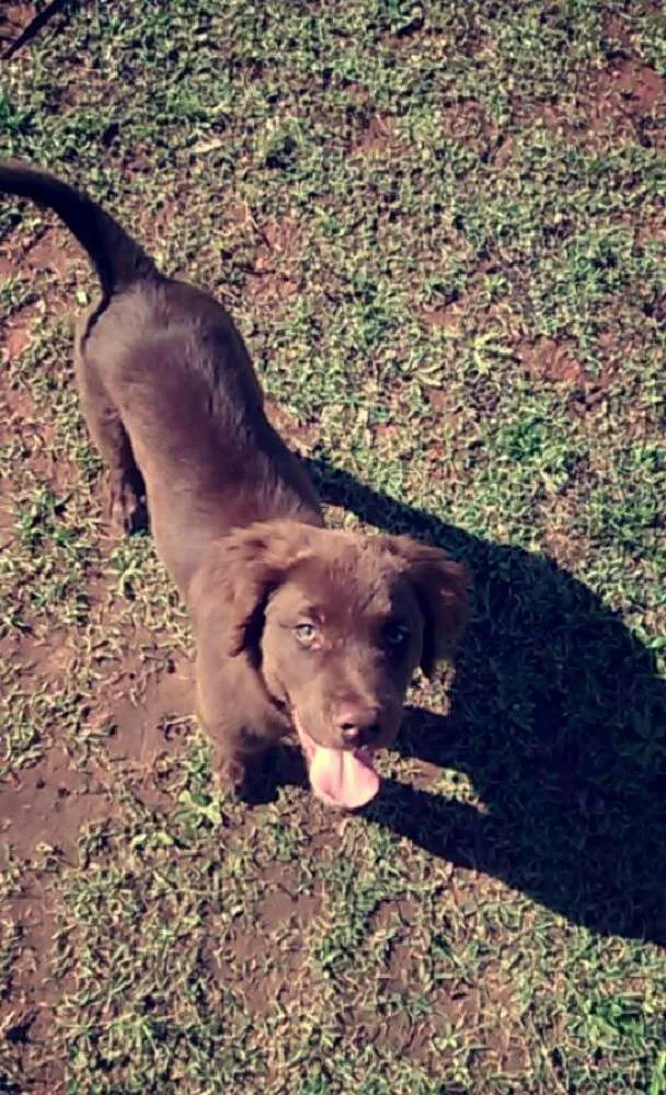 Cachorro ra a Labrador idade 2 a 6 meses nome Marley