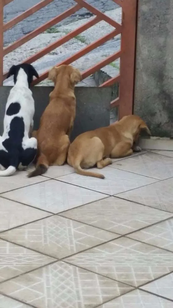 Cachorro ra a Vira lata idade 7 a 11 meses nome Malhado/mel