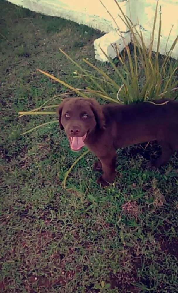 Cachorro ra a Labrador idade 2 a 6 meses nome Marley 