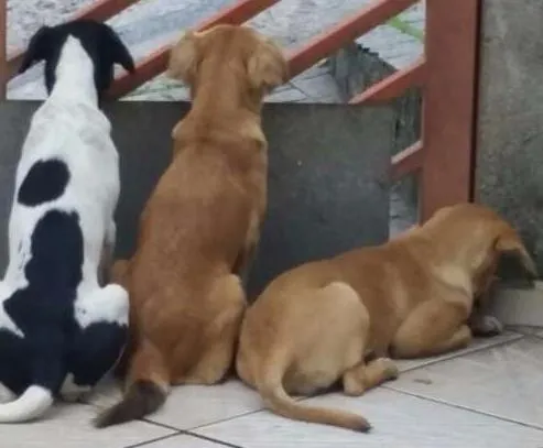 Cachorro ra a Vira lata idade 7 a 11 meses nome Malhado/mel