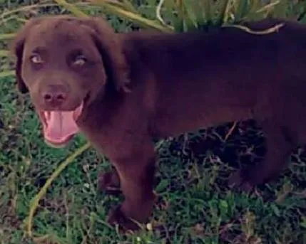 Cachorro ra a Labrador idade 2 a 6 meses nome Marley 