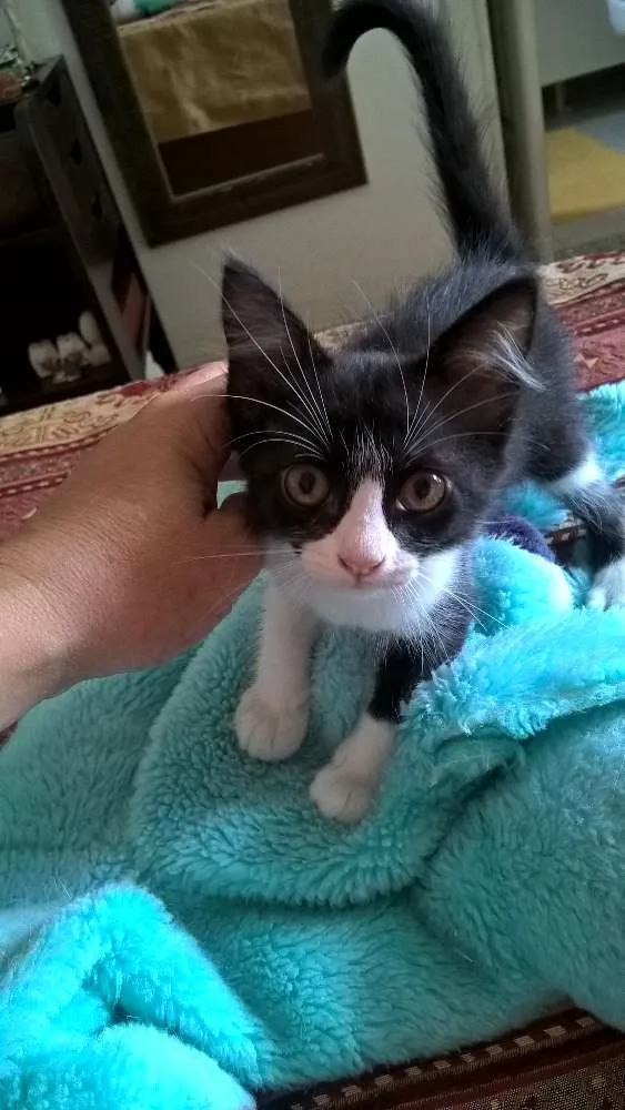 Gato ra a srd idade 2 a 6 meses nome tangerina 