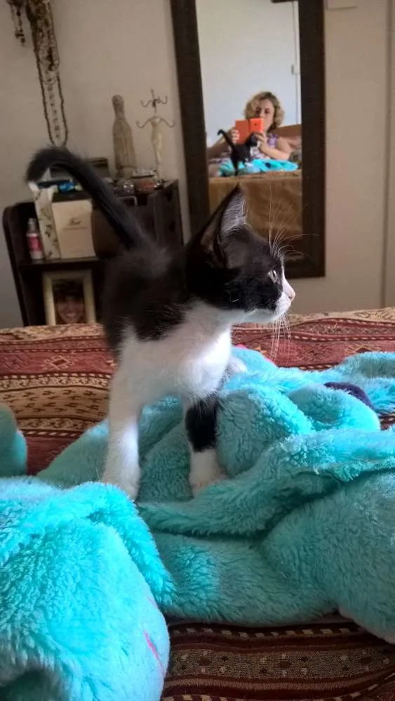 Gato ra a srd idade 2 a 6 meses nome tangerina 