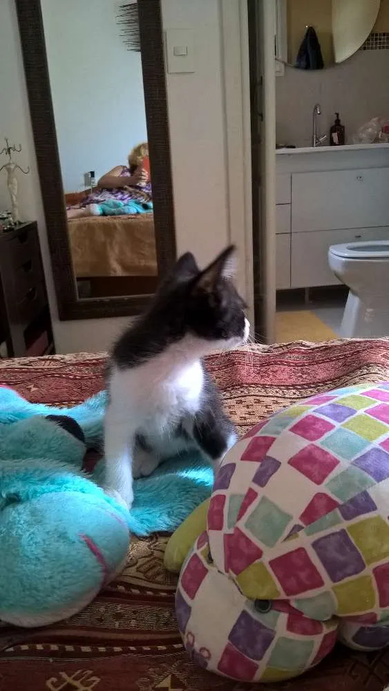 Gato ra a srd idade 2 a 6 meses nome tangerina 