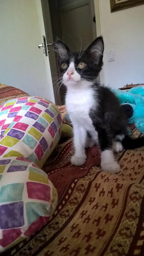 Gato ra a srd idade 2 a 6 meses nome tangerina 