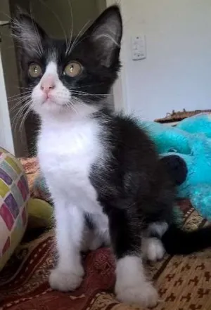 Gato raça srd idade 2 a 6 meses nome tangerina 