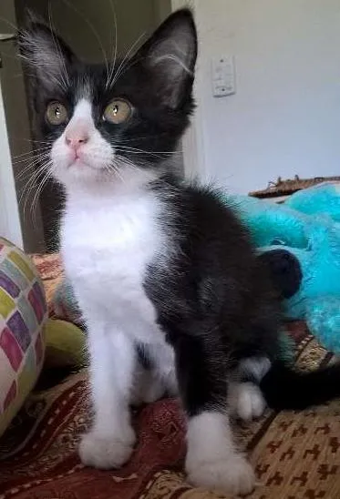 Gato ra a srd idade 2 a 6 meses nome tangerina 
