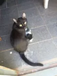 procuro um lar